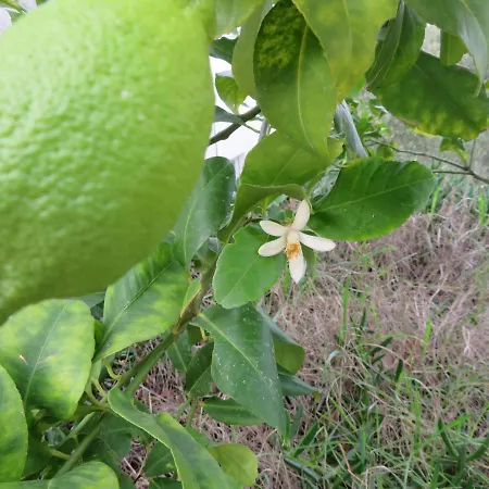 Korcula - 2, Prigradica - Ivan